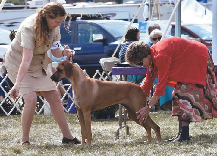 kimani rhodesian ridgebacks