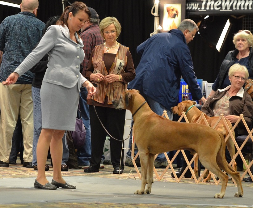 kimani rhodesian ridgebacks